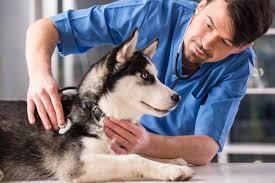 Certified Veterinary Assistant 