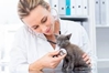 Discover a Career as a Veterinary Assistant 